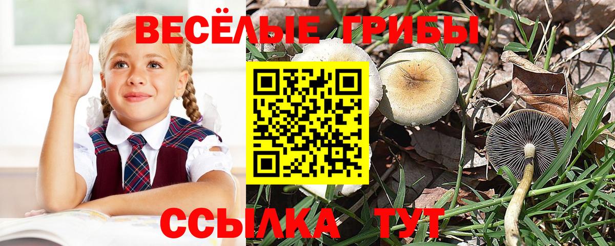 Псилоцибиновые грибы GOLDEN TEACHER Великие Луки