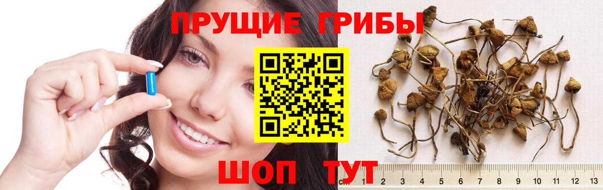 Галлюциногенные грибы прущие грибы  Вход с VPN  Великие Луки  Псилоцибиновые грибы Psilocybe 